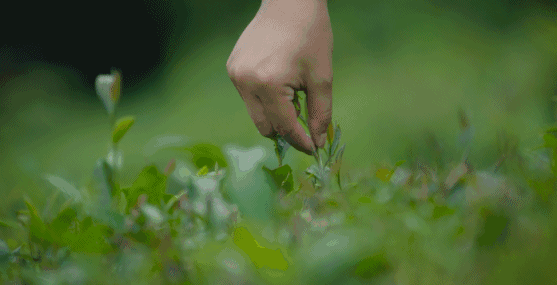 2.gif 2.gif